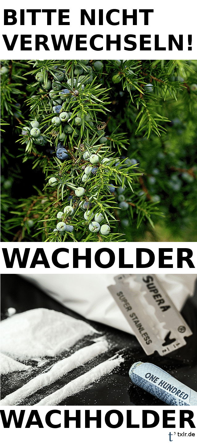 wachholder